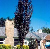 CRIMSON POINTE™ FLOWERING PLUM