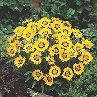SUNFIRE TICKSEED