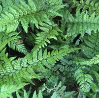 KOREAN ROCK FERN
