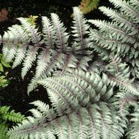 PEWTER LACE FERN