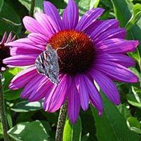 ELTON KNIGHT CONEFLOWER