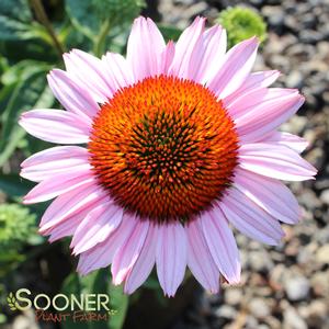 HOPE CONEFLOWER