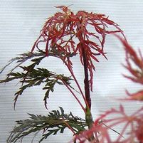 RED SELECT WEEPING JAPANESE MAPLE