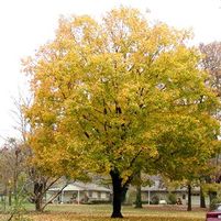 SUGAR MAPLE
