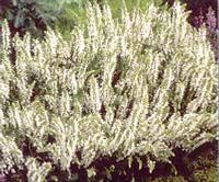 SNOW HILL MEADOW SAGE