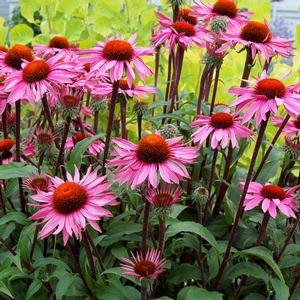 MERLOT CONEFLOWER