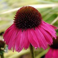RASPBERRY TART CONEFLOWER