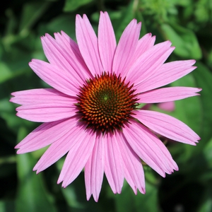 RUBY GIANT CONEFLOWER