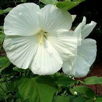 BLUE RIVER II HARDY HIBISCUS