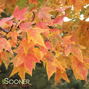 TRIDENT MAPLE