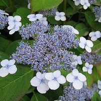 BLUEBIRD HYDRANGEA