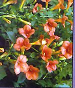 MADAME GALEN TRUMPET VINE