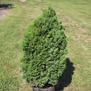 HOLMSTRUP ARBORVITAE