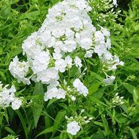 DAVID'S WHITE GARDEN PHLOX