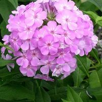 DAVID'S LAVENDER GARDEN PHLOX