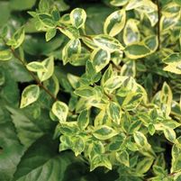 GOLDEN ANNIVERSARY™ ABELIA