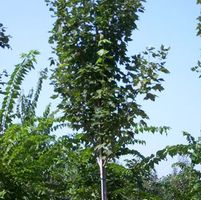 SUPER SONIC™ RED MAPLE