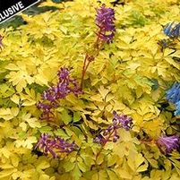 BERRY EXCITING CORYDALIS