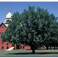 BUR OAK