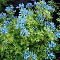 GOLDEN PANDA CORYDALIS