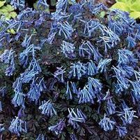 PURPLE LEAF CORYDALIS