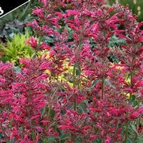 RASPBERRY SUMMER HYSSOP