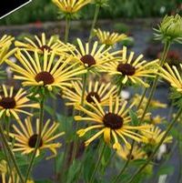 HENRY EILERS BLACK-EYED SUSAN