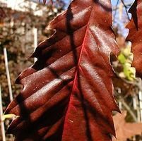 CHINKAPIN OAK