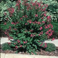 HOPI CRAPEMYRTLE