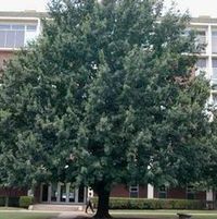 ENGLISH OAK