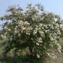 NATCHEZ CRAPEMYRTLE