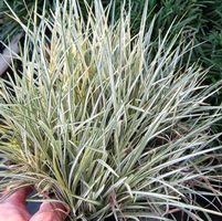 SILVER MIST MONDO GRASS