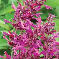 SUMMER LOVE HYSSOP