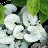 LOOKING GLASS BRUNNERA
