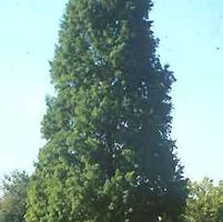 SHAWNEE BRAVE® BALD CYPRESS