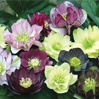 REGAL RUFFLES LENTEN ROSE