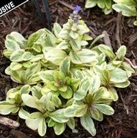TOFFEE CHIP AJUGA