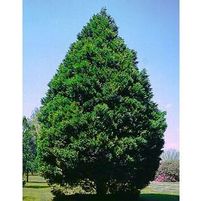 LEYLAND CYPRESS