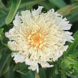 MARY GREGORY STOKES ASTER