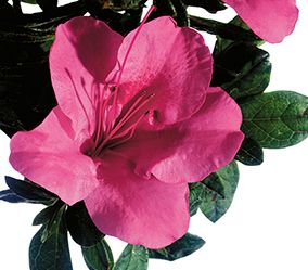 AUTUMN CARNIVAL® ENCORE® AZALEA