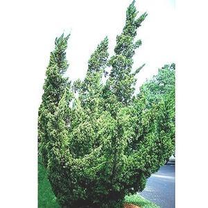 HOLLYWOOD TWISTED JUNIPER