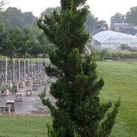 ROBUSTA GREEN JUNIPER