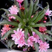 LITTLE PLUM LEWISIA