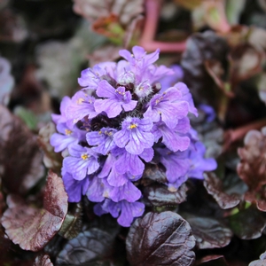 WALBERTON'S® BLACK SCALLOP AJUGA