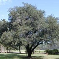 LIVE OAK