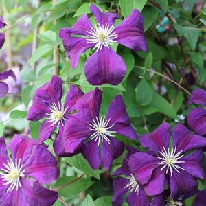 WARSAW NIKE CLEMATIS