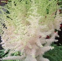MILK AND HONEY ASTILBE