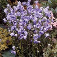 LA BELLE BELLFLOWER