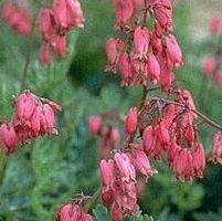 ADRIAN BLOOM BLEEDING HEART