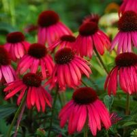 BIG SKY™ TWILIGHT CONEFLOWER